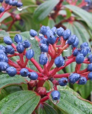 Viburnum davidii