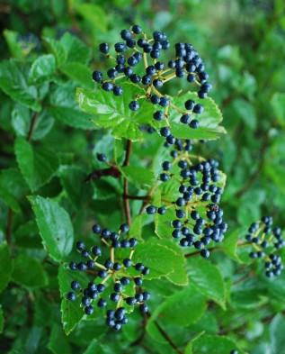 Viburnum dentatum