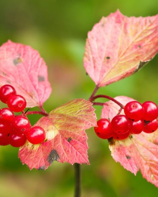 Viburnum edule