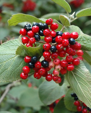 Viburnum lantana 