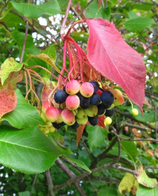 Viburnum lentago