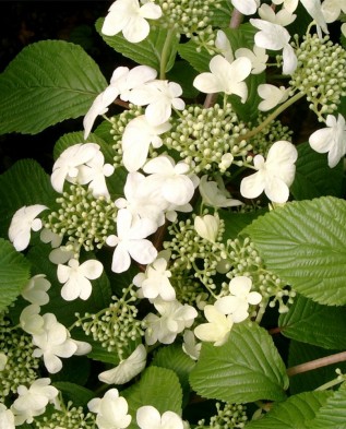 Viburnum plicatum