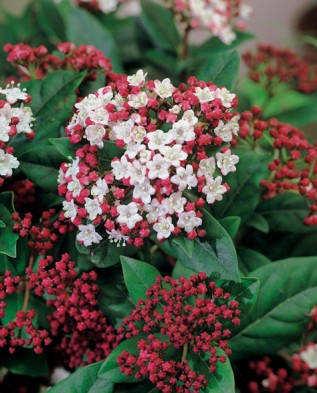 Viburnum tinus