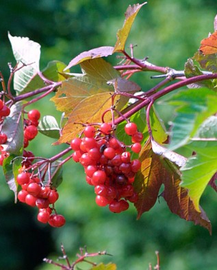 Viburnum trilobum