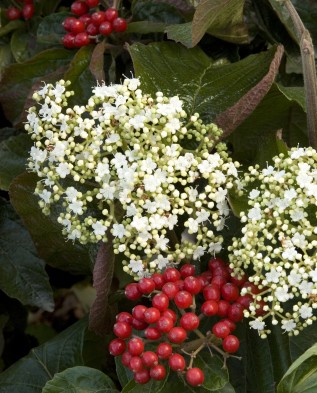 Viburnum wrightii