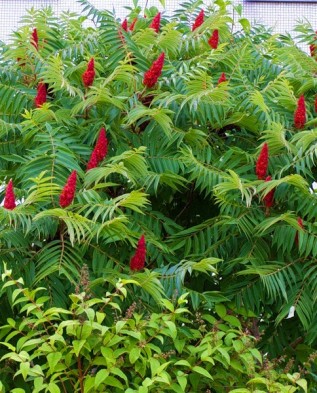 Rhus typhina (f. laciniata)