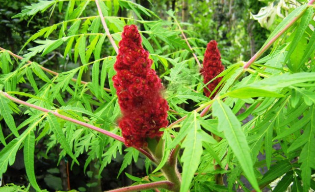 Rhus typhina (f. dessecta)