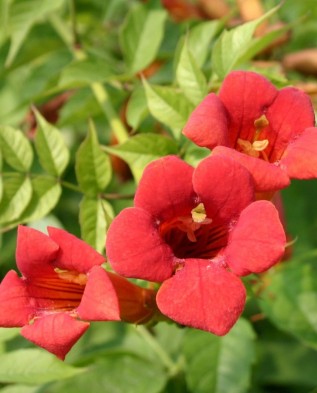 Campsis radicans flamenco