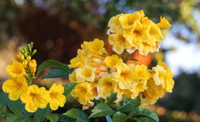 Campsis radicans flava