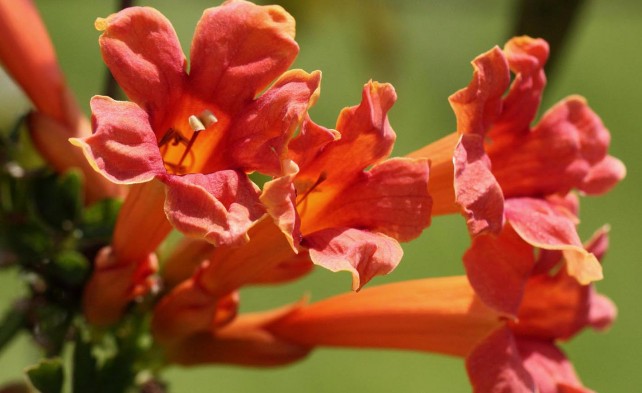 Campsis radicans