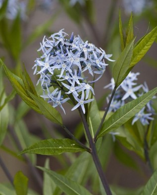 Amsonia tabernaemontana