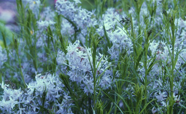 Amsonia hubrichtii