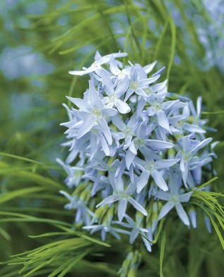 Amsonia hubrichtii