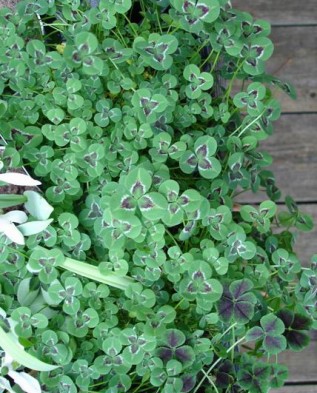 Trifolium repens Green Ice