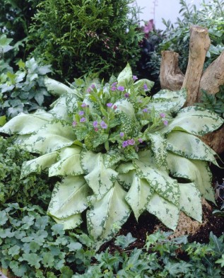 Pulmonaria Silverado