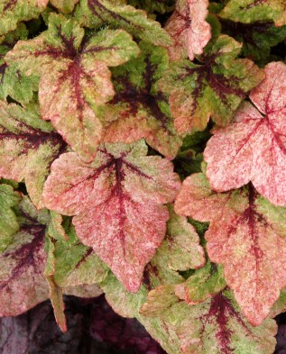 Tiarella cordifolia