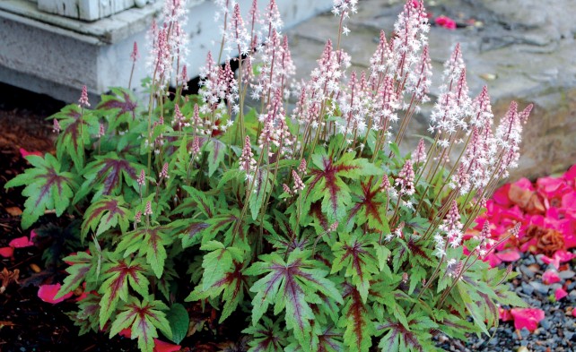 Tiarella cordifolia