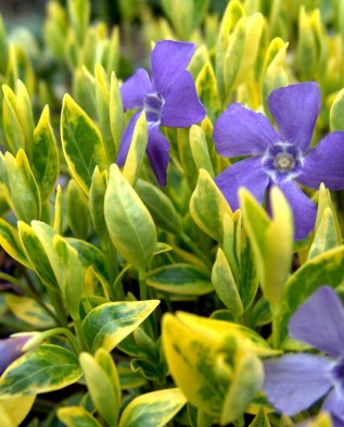 Vinca minor aureo-variegata 