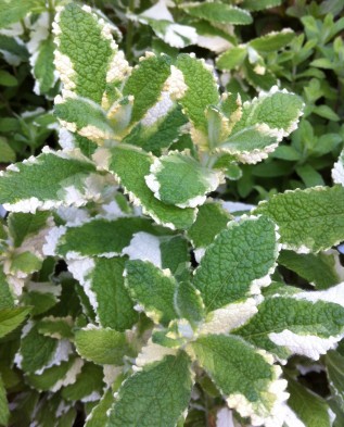 mentha suaveolens variegata