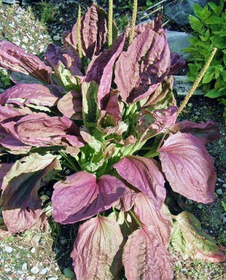 Plantago major Atropurpurea