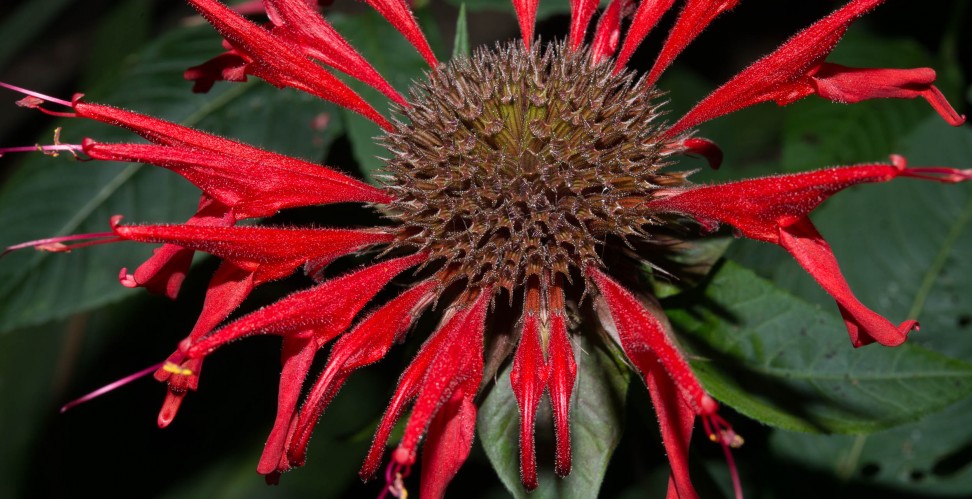 Monarda fistulosa