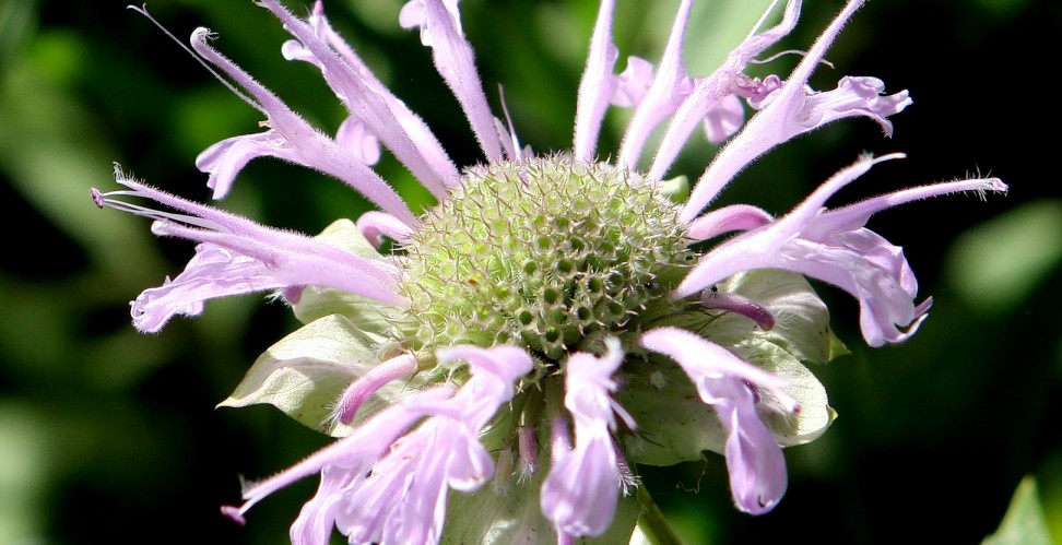 Monarda didyma 