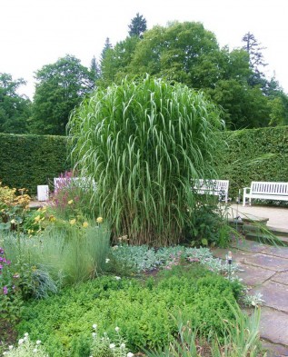 Miscanthus giganteus