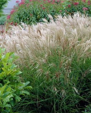 Miscanthus sacchariflorus