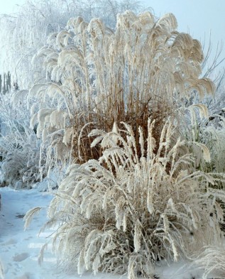 Miscanthus sacchariflonis зимой