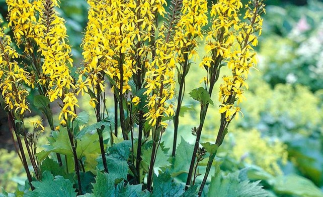 Ligularia Rocket