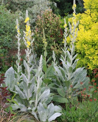 Verbascum bombyciferum