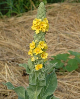 Verbascum thapsus