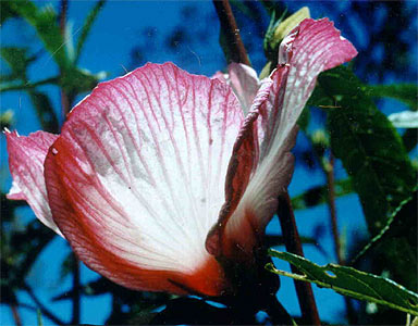 Hibiscus heterophyllus