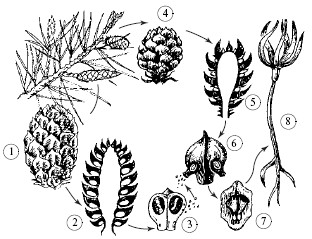 § 56. Семенные растения 