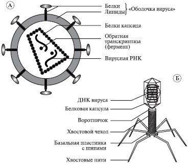 § 50. Система классификации живых организмов 