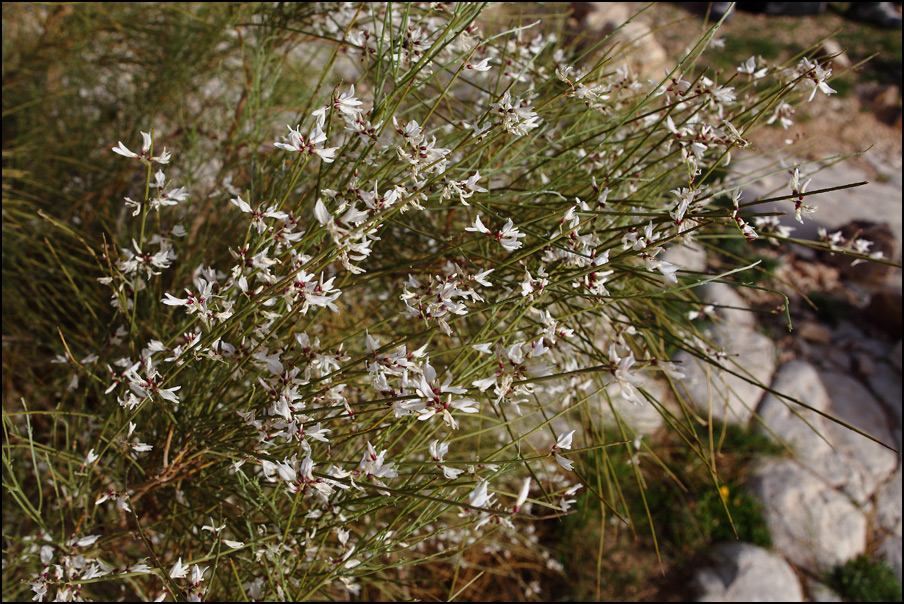 Retama raetam, White Broom, White Weeping Broom