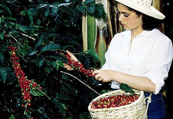  Courtesy of the National Federation of Coffee Growers of Columbia СПЕЛЫЕ ЯГОДЫ КОФЕЙНОГО ДЕРЕВА всегда собирают вручную. Обычно каждая из них содержит два семени, называемые кофейными зернами.