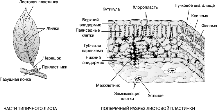 СТРОЕНИЕ ЛИСТА