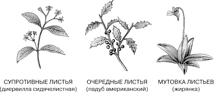 ТИПЫ ЛИСТОРАСПОЛОЖЕНИЯ. Основных типов листорасположения – три: супротивное, очередное (спиральное) и мутовчатое. В первом случае от каждого узла с двух противоположных сторон стебля отходит по листу. Во втором случае листья отходят от узлов по одному – то с одной, то с другой стороны стебля. Если от узла отходит три листа и более, их расположение называют мутовчатым.