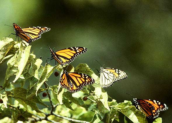  IGDA/B. Cappelli БАБОЧКА МОНАРХ (Danaus plexippus)