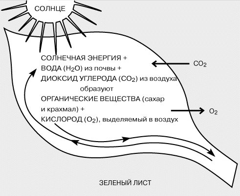 СХЕМА ФОТОСИНТЕЗА