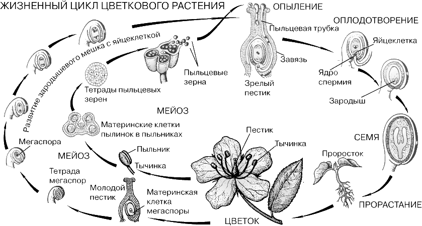 ЖИЗНЕННЫЙ ЦИКЛ ЦВЕТКОВОГО РАСТЕНИЯ. Цветок, уникальная для этого отдела растений структура, содержит дающие начало семенам и плоду репродуктивные органы: тычинки и пестики. Серия делений определенных содержащихся в них клеток (материнских клеток мегаспоры и микроспоры), включая т.н. редукционное деление (мейоз), приводит к образованию половых клеток (гамет) с половинным числом хромосом в каждой. Для оплодотворения мужская гамета (спермий) из пыльцевого зерна (точнее, ее ядро) должна слиться с женской (яйцеклеткой), которая находится в семяпочке, заключенной в завязи пестика. Для этого образуется прорастающая сквозь пестик пыльцевая трубка. При оплодотворении возникает зигота с нормальным для вида (двойным) числом хромосом. После серии ее делений формируется зародыш. Окружающие его ткани дифференцируются на наружную защитную оболочку семени и питательную ткань (эндосперм). Параллельно завязь (иногда вместе с соседними структурами) видоизменяется, превращаясь в плод. После периода покоя семя прорастает и зародыш развивается в новое растение. Жизненный цикл завершен.