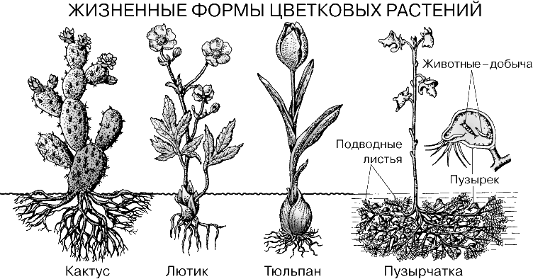 ЖИЗНЕННЫЕ ФОРМЫ ЦВЕТКОВЫХ РАСТЕНИЙ. Кактус – пустынное растение, приспособленное к дефициту воды: мясистый стебель уплощен, листья превращены в колючки, корневая система мощно развита. Лютик – типичное растение, живущее в условиях гарантированного увлажнения: стебель, корень и листья хорошо развиты. Тюльпан – растение с мясистым подземным стеблем (луковицей), запасающим питательные вещества. Пузырчатка – водное насекомоядное растение: корней нет, листья плавают в толще воды и несут пузырьки, поддерживающие в воздухе стебель с цветками и играющие роль капканов для мелких водных животных, которые служат растению пищей.