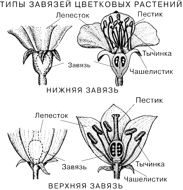 ТИПЫ ЗАВЯЗЕЙ ЦВЕТКОВЫХ РАСТЕНИЙ. У цветковых различают завязи двух типов: нижняя как бы утоплена в цветоложе, а тычинки и околоцветник прикреплены выше нее; верхняя находится над местом их отхождения. Тип завязи – характерный признак каждого вида растения и определяет особенности формирующегося из нее плода. Верхняя завязь свойственна, например, ежевике, вишне и персику; нижняя – касатику (ирису), подсолнечнику и орхидеям.