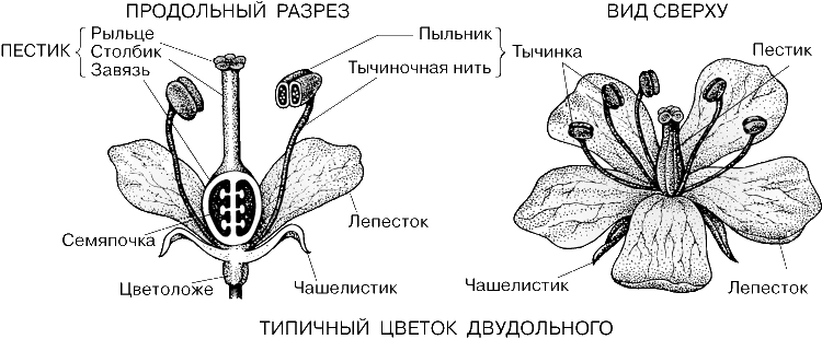 ТИПИЧНЫЙ ЦВЕТОК ДВУДОЛЬНОГО часто бывает пятичленным: по пять чашелистиков, лепестков, тычинок и сросшихся в один пестик плодолистиков с пятилопастным рыльцем. Продольный разрез: в пыльниках видны пыльцевые зерна, а в завязи – семяпочки (потенциальные семена).