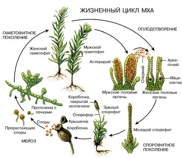 В ЖИЗНЕННОМ ЦИКЛЕ МХА, как и у сосудистых растений, происходит чередование полового поколения (гаметофита) с бесполым (спорофитом). Спора (слева) прорастает в ветвистую нитевидную структуру, называемую протонемой. На ней образуются почки, из которых развиваются гаметофиты. У т.н. двудомных видов одни гаметофиты женские, другие  мужские. Спермии, созревающие в мужских половых органах  антеридиях,  движутся в капле воды к женским половым органам  архегониям и оплодотворяют находящиеся в них яйцеклетки. При слиянии гамет два гаплоидных набора хромосом объединяются в диплоидный, и из зиготы развивается диплоидный спорофит. Он состоит из спорофора (ножки), соединенного с родительским растением стопой, и коробочки, в которой созревают споры. При их образовании происходит мейоз, т.е. число хромосом уменьшается вдвое, поэтому каждая спора гаплоидна. При созревании коробочки ее крышечка сбрасывается и споры рассеиваются.