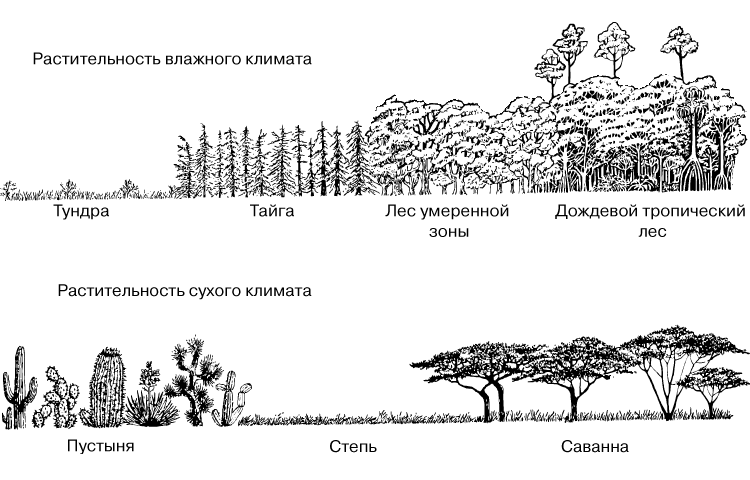 РАСТИТЕЛЬНОСТЬ ВЛАЖНОГО И СУХОГО КЛИМАТА