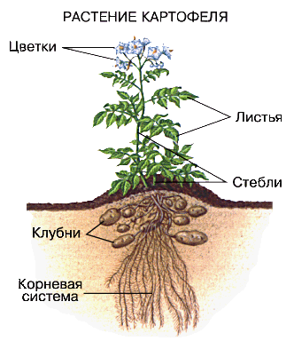 КАРТОФЕЛЬ