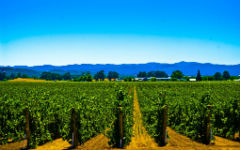 soils-and-vegetation-of-crimea-2