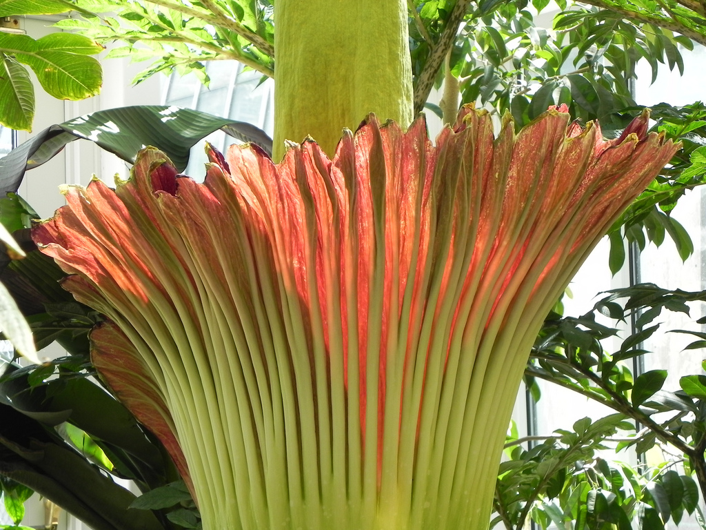 Аморфофаллус титанический, Amorphophallus titanum